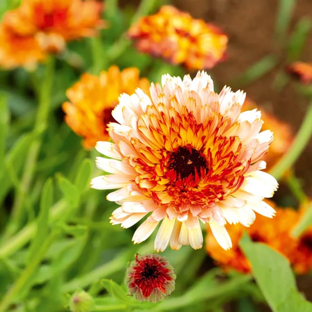 Red Heirloom Calendula Seeds - Heirloom Flower Garden Seeds for Growing