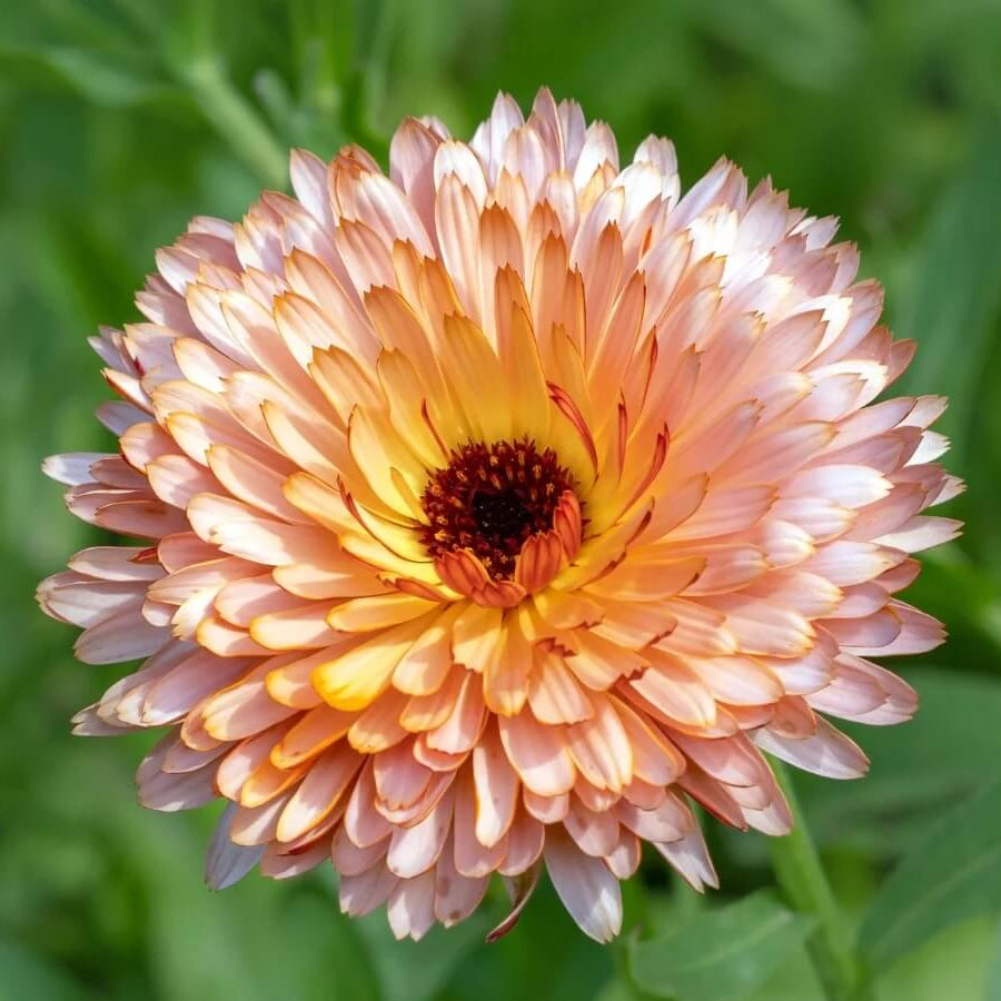 Red Heirloom Calendula Seeds - Heirloom Flower Garden Seeds for Growing