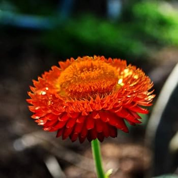 Red Helichrysum bracteatum Seeds - Heirloom Flower Garden Seeds for Growing
