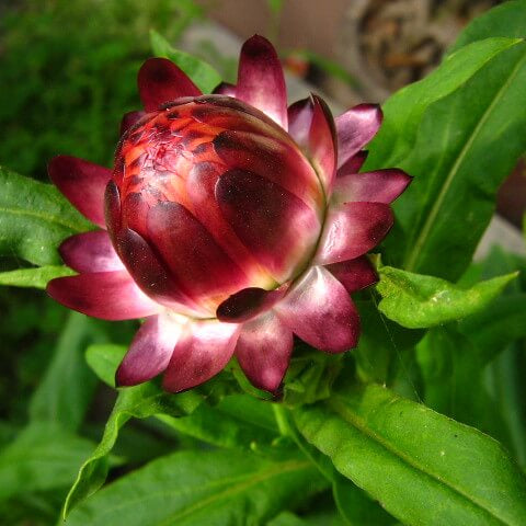 Red Helichrysum italicum Seeds - Heirloom Flower Garden Seeds for Growing