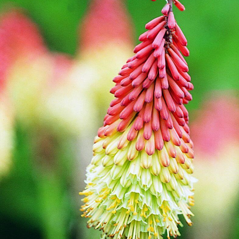 Red Hot Poker Seeds - Heirloom Flower Garden Seeds for Growing