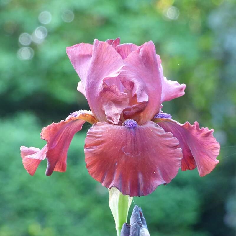 Red Iris germanica Seeds - Heirloom Flower Garden Seeds for Growing