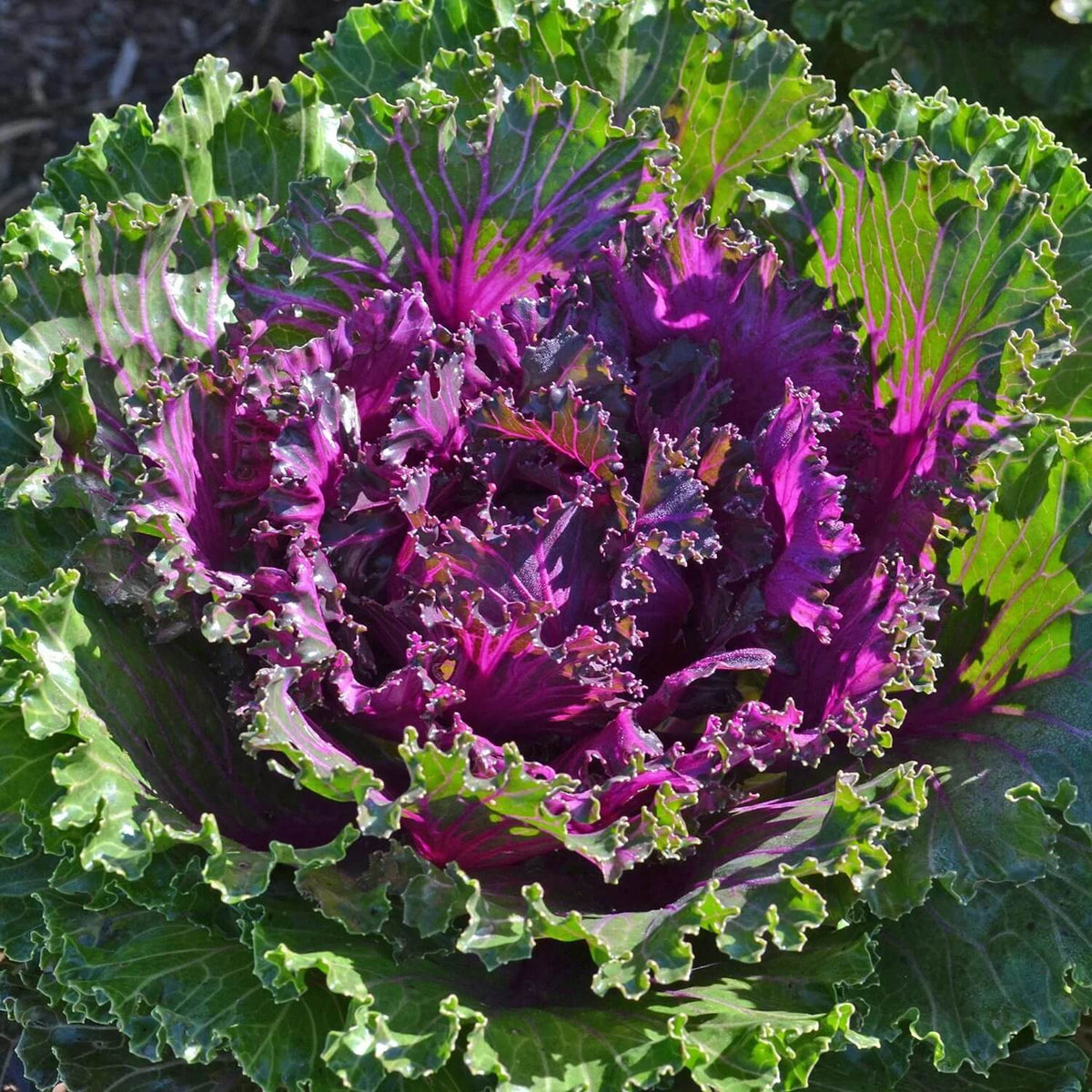 Red Kale  Seeds - Heirloom Flower Garden Seeds for Growing