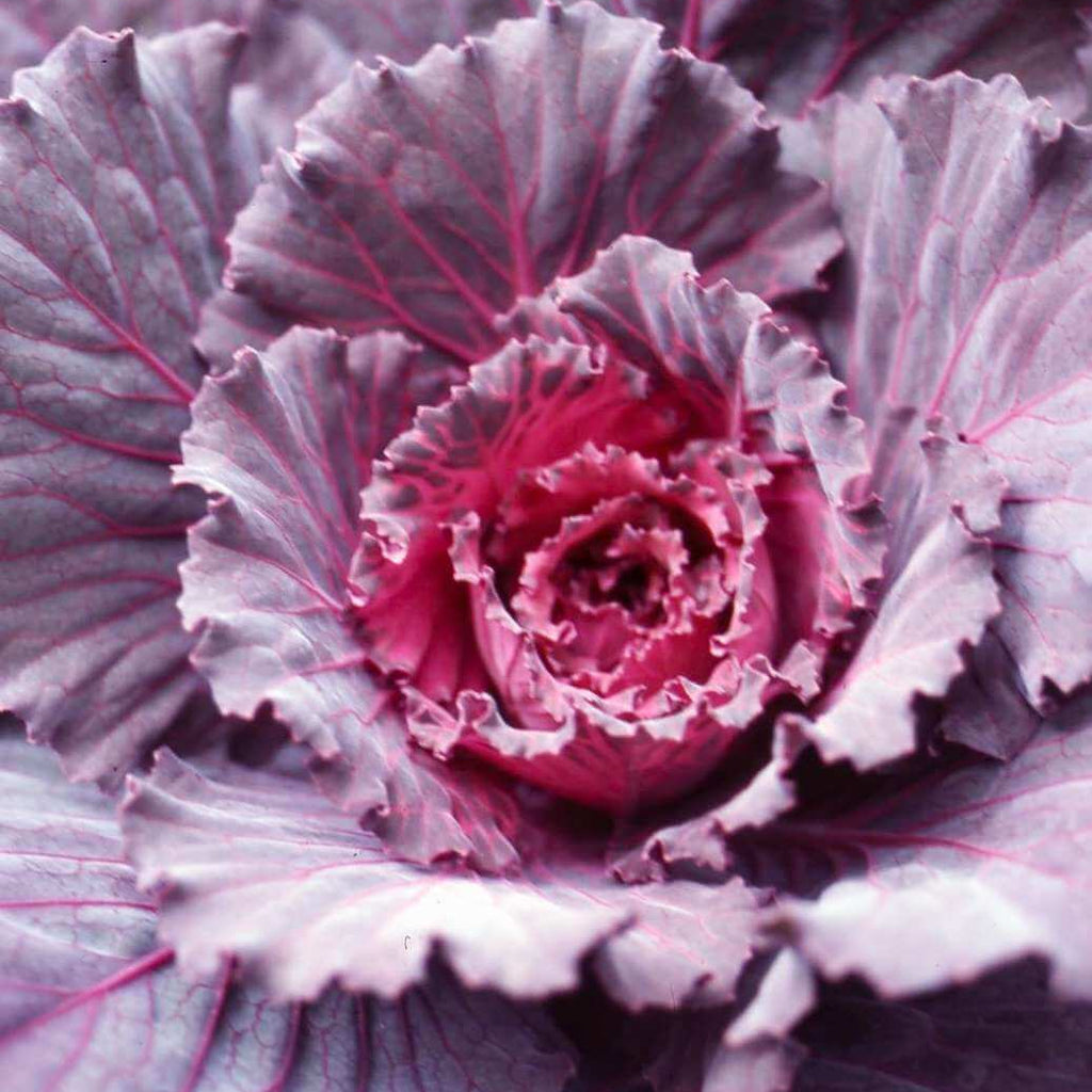 Red Kale  Seeds - Heirloom Flower Garden Seeds for Growing