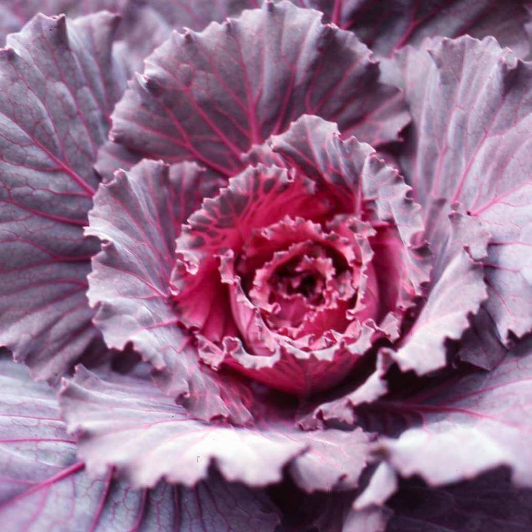 Red Kale  Seeds - Heirloom Flower Garden Seeds for Growing