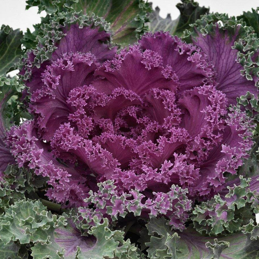 Red Kale  Seeds - Heirloom Flower Garden Seeds for Growing