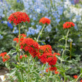 Red Lychnis Seeds - Heirloom Flower Garden Seeds for Growing