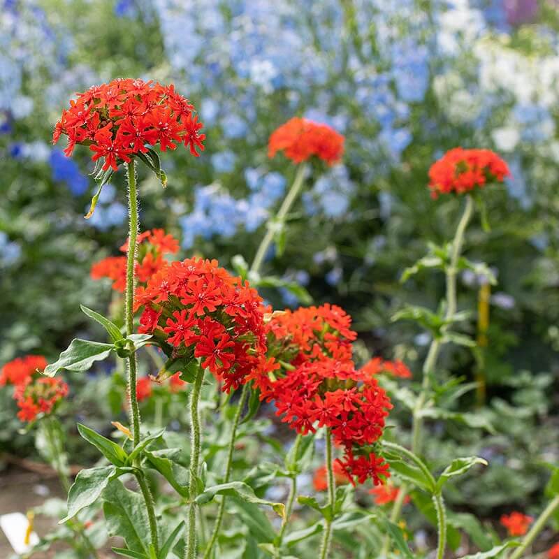 Red Lychnis Seeds - Heirloom Flower Garden Seeds for Growing