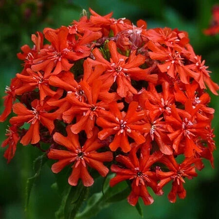 Red Lychnis Seeds - Heirloom Flower Garden Seeds for Growing