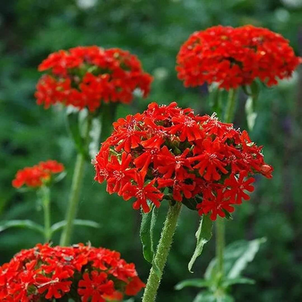 Red Lychnis Seeds - Heirloom Flower Garden Seeds for Growing