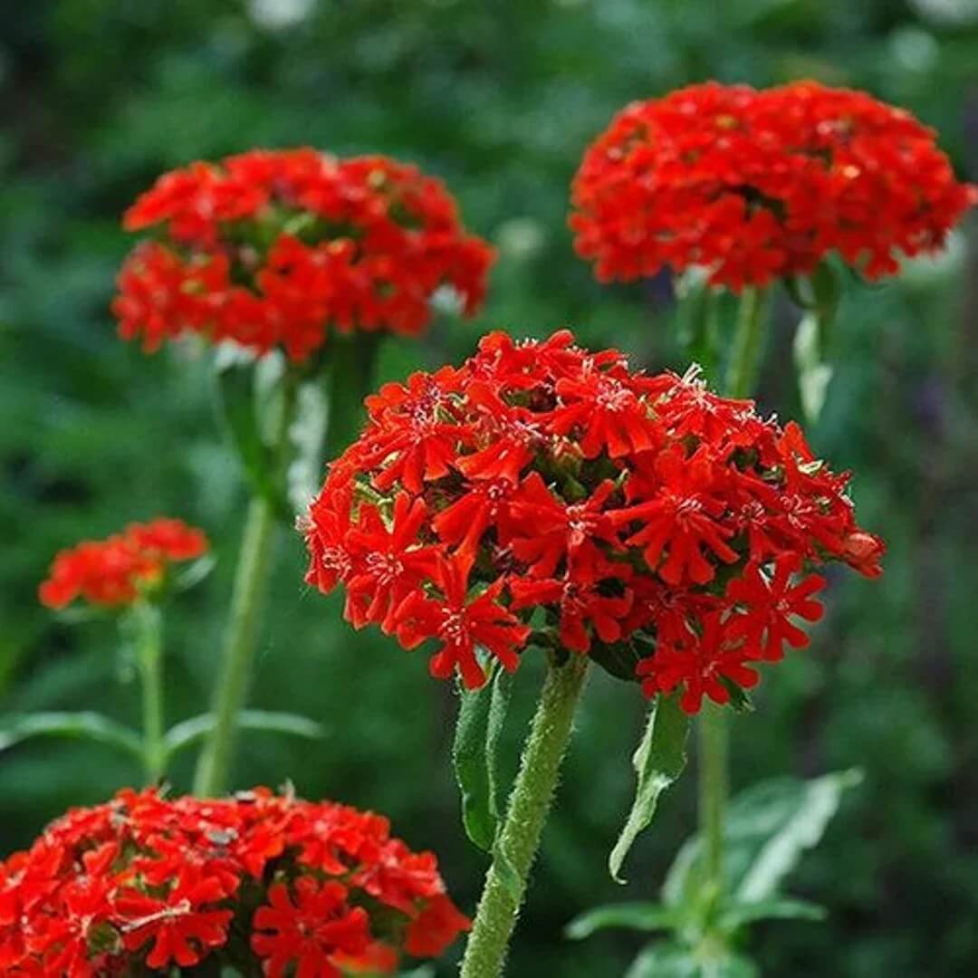 Red Lychnis Seeds - Heirloom Flower Garden Seeds for Growing
