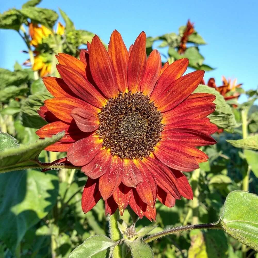 Red Mini Sunflower Seeds - Heirloom Flower Garden Seeds for Growing