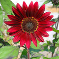 Red Mini Sunflower Seeds - Heirloom Flower Garden Seeds for Growing