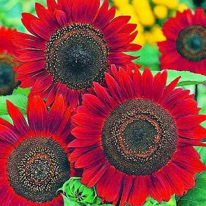Red Mini Sunflower Seeds - Heirloom Flower Garden Seeds for Growing