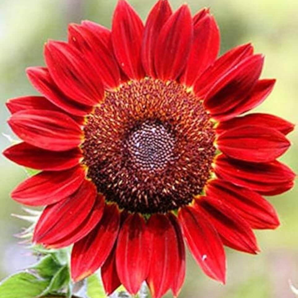 Red Moulin Sunflower Seeds - Heirloom Flower Garden Seeds for Growing