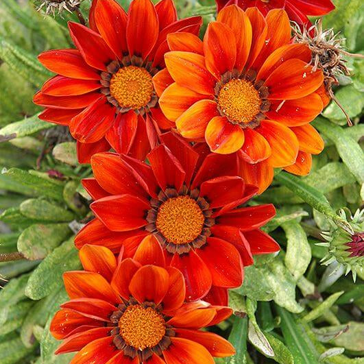 Red Orange Gazania Seeds - Heirloom Flower Garden Seeds for Growing