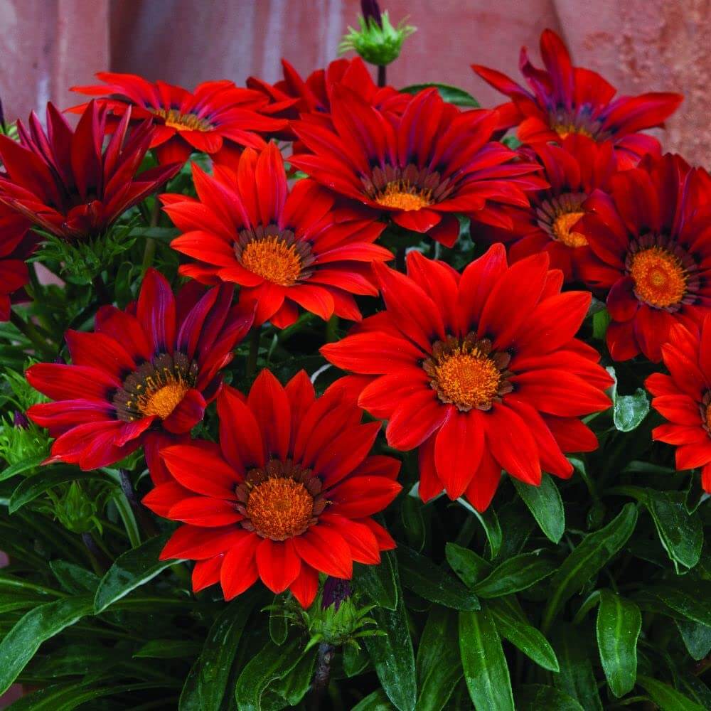 Red Orange Gazania Seeds - Heirloom Flower Garden Seeds for Growing