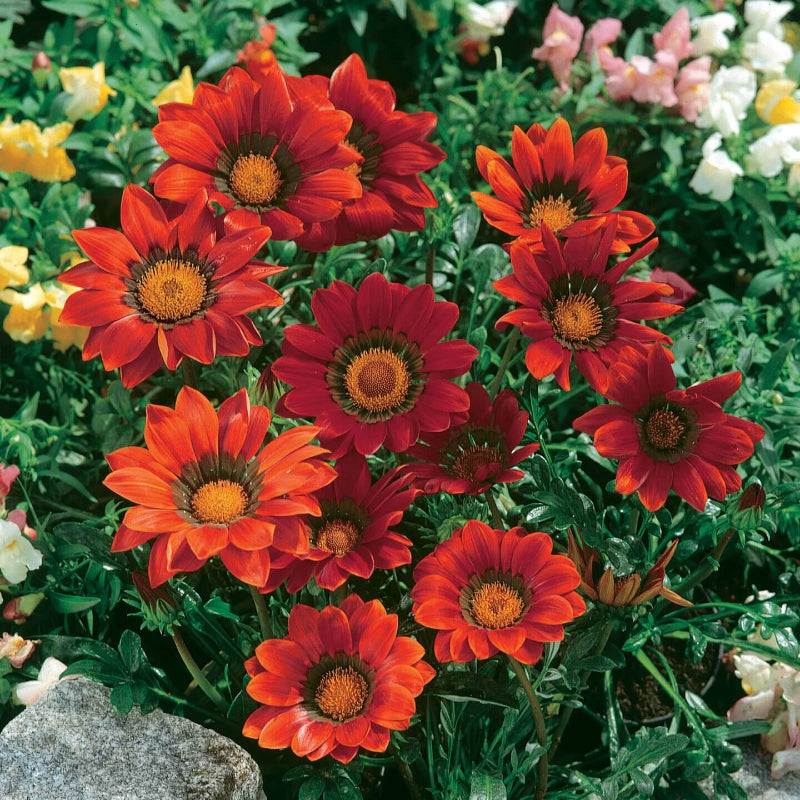 Red Orange Gazania Seeds - Heirloom Flower Garden Seeds for Growing
