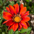 Red Orange Gazania Seeds - Heirloom Flower Garden Seeds for Growing