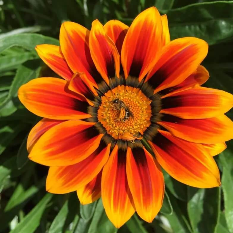 Red Orange Gazania Seeds - Heirloom Flower Garden Seeds for Growing