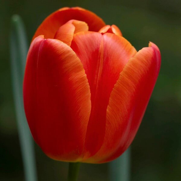 Red Orange Tulip Seeds - Heirloom Flower Garden Seeds for Growing