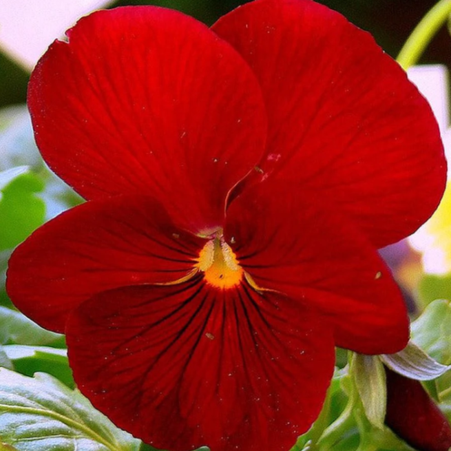 Red Pansy Seeds - Heirloom Flower Garden Seeds for Growing