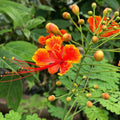 Red Peacock Flower Seeds - Heirloom Flower Garden Seeds for Growing