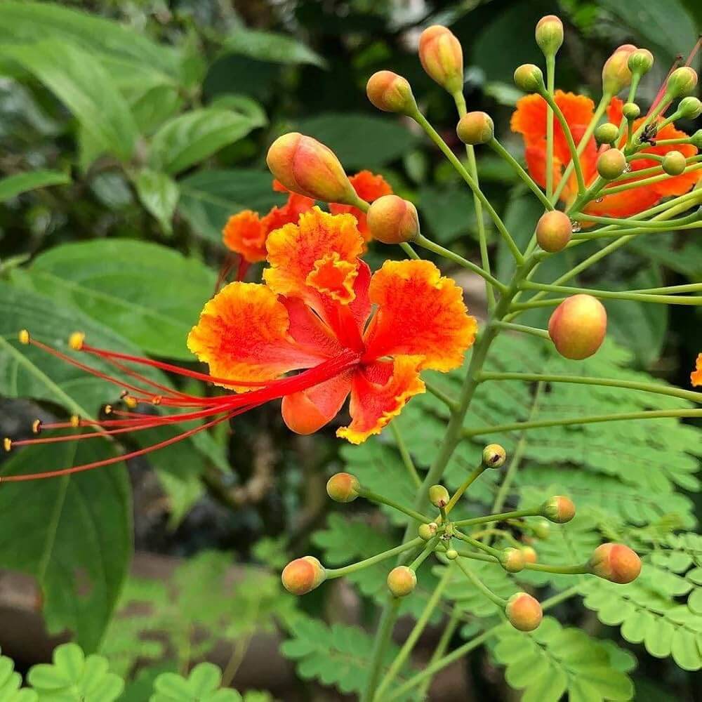 Red Peacock Flower Seeds - Heirloom Flower Garden Seeds for Growing