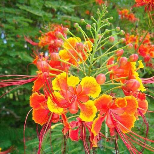 Red Peacock Flower Seeds - Heirloom Flower Garden Seeds for Growing