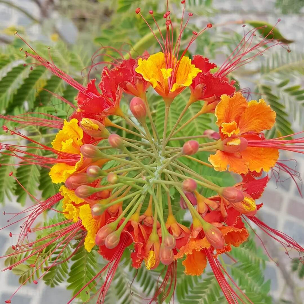 Red Peacock Flower Seeds - Heirloom Flower Garden Seeds for Growing