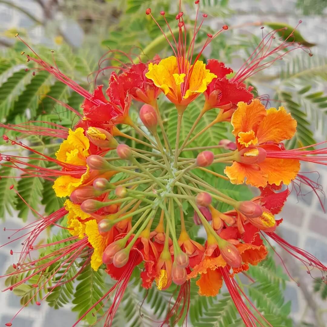 Red Peacock Flower Seeds - Heirloom Flower Garden Seeds for Growing