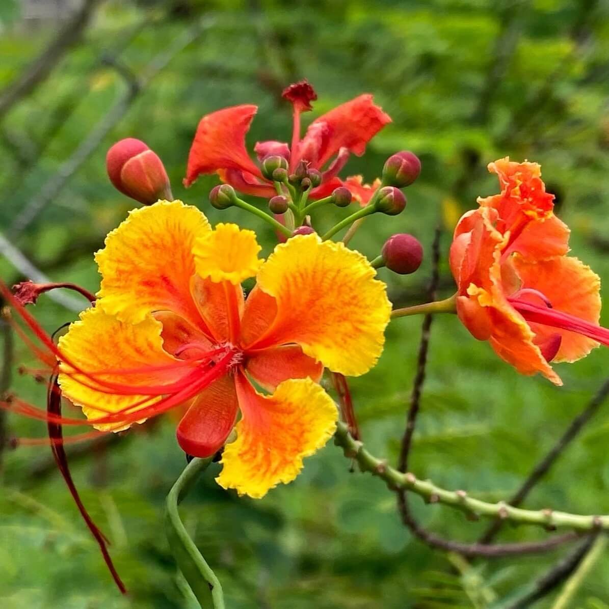 Red Peacock Flower Seeds - Heirloom Flower Garden Seeds for Growing