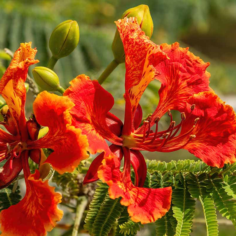 Red Peacock Flower Seeds - Heirloom Flower Garden Seeds for Growing