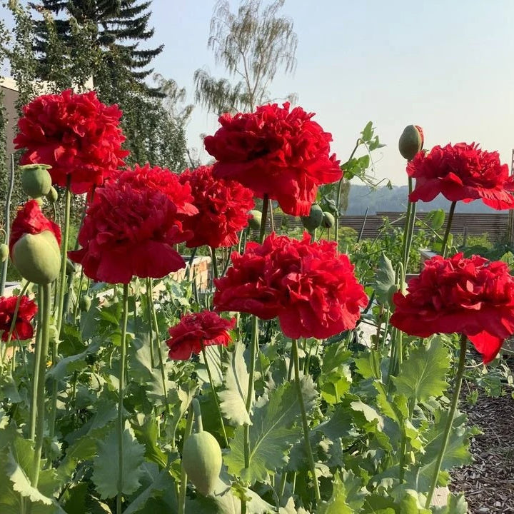 Red Peony Seeds - Heirloom Flower Garden Seeds for Growing
