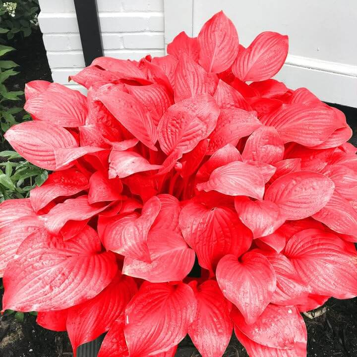 Red Perennial Hosta Seeds - Heirloom Flower Garden Seeds for Growing