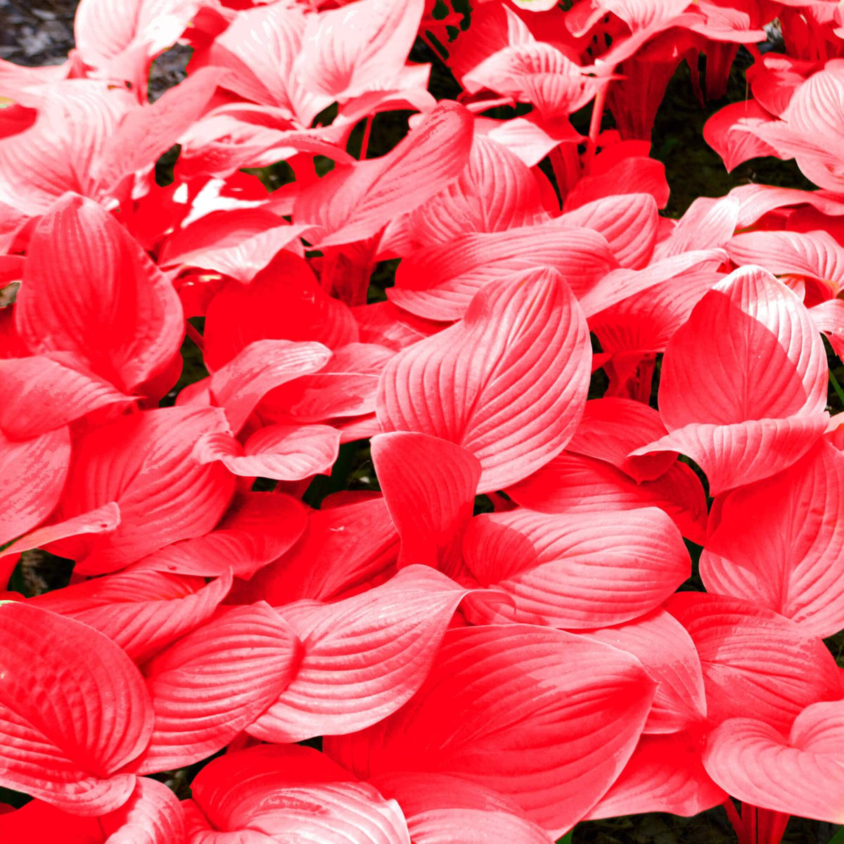 Red Perennial Hosta Seeds - Heirloom Flower Garden Seeds for Growing
