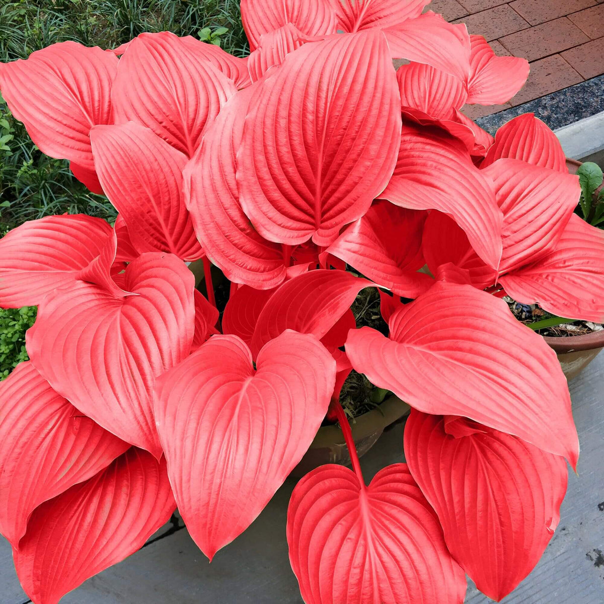 Red Perennial Hosta Seeds - Heirloom Flower Garden Seeds for Growing