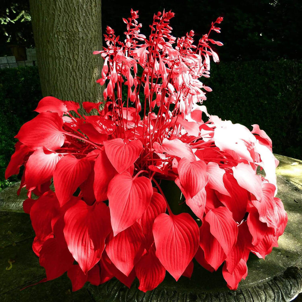 Red Perennial Hosta Seeds - Heirloom Flower Garden Seeds for Growing