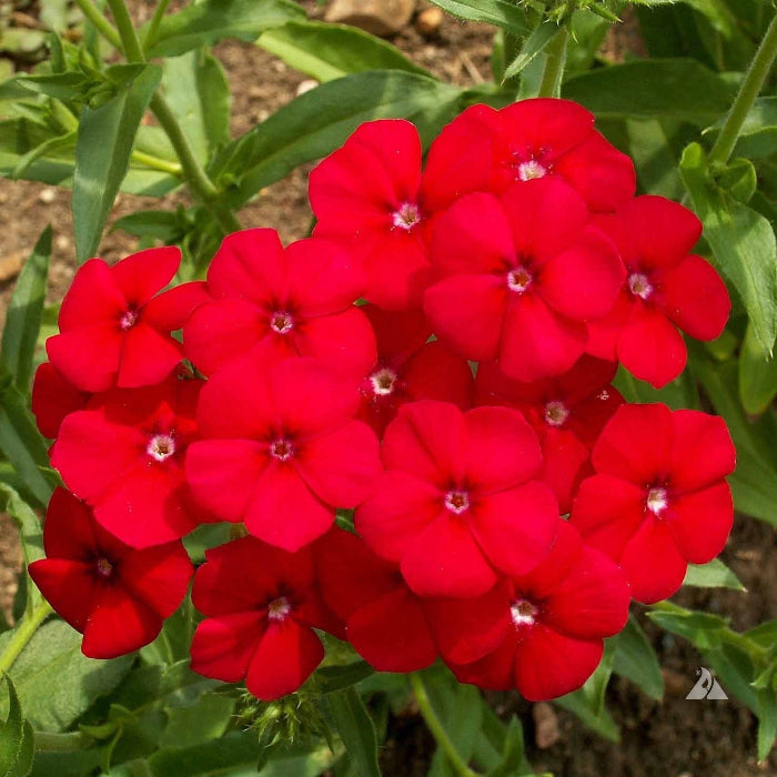 Red Phlox Seeds - Heirloom Flower Garden Seeds for Growing