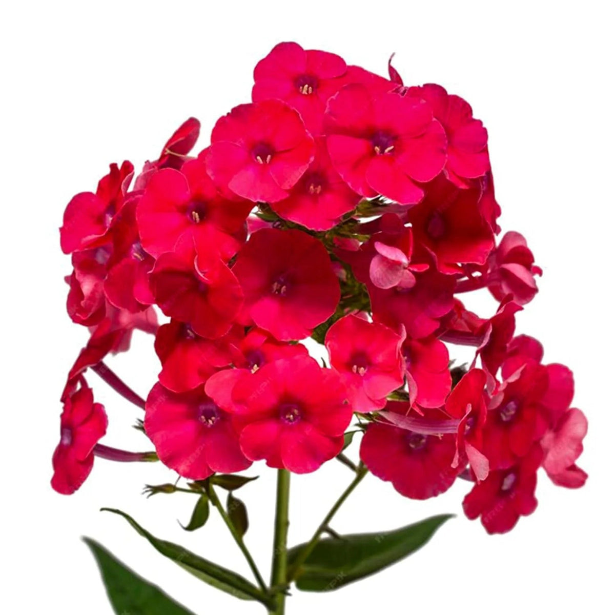 Red Phlox Seeds - Heirloom Flower Garden Seeds for Growing