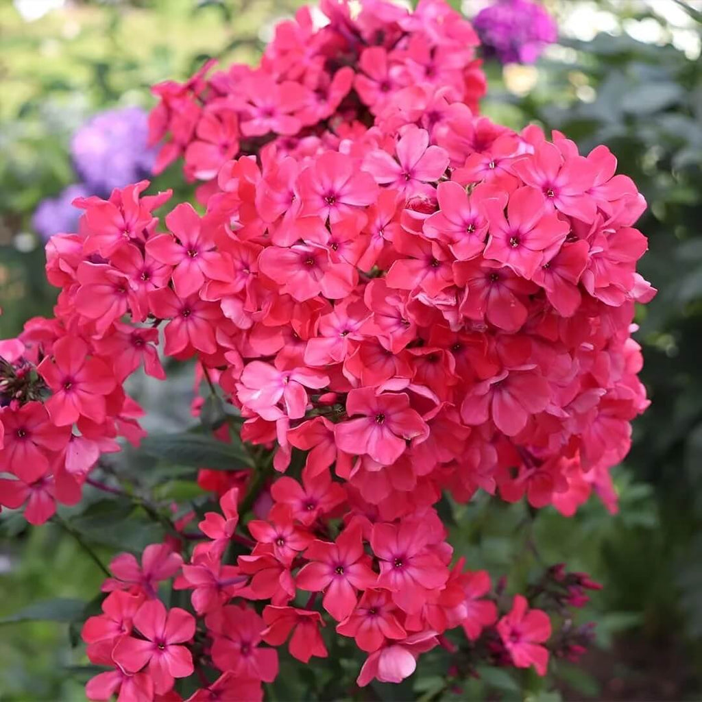 Red Phlox Seeds - Heirloom Flower Garden Seeds for Growing