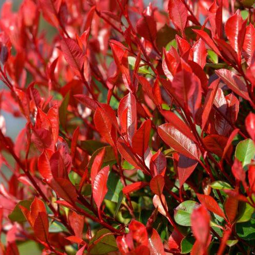 Red Photinia Seeds - Heirloom Flower Garden Seeds for Growing