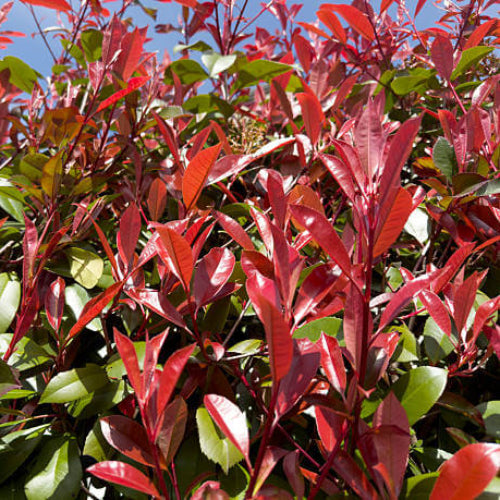 Red Photinia Seeds - Heirloom Flower Garden Seeds for Growing