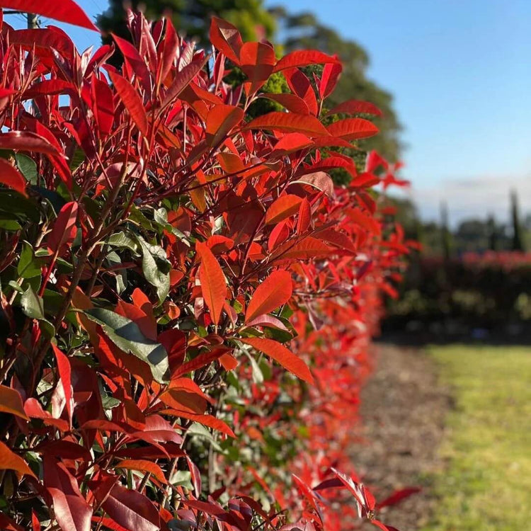 Red Photinia Seeds - Heirloom Flower Garden Seeds for Growing