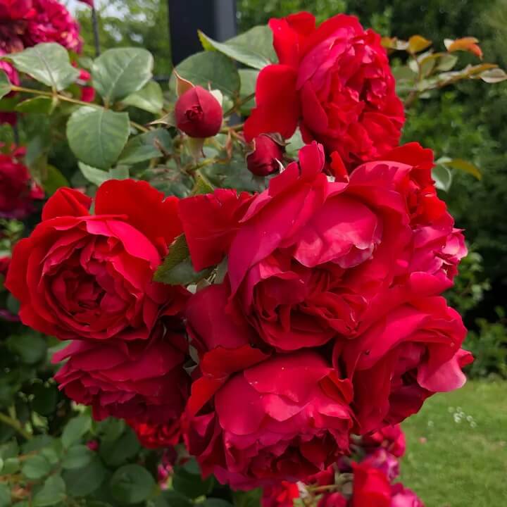 Red & Pink Climbing Rosa spp. Seeds - Heirloom Flower Garden Seeds for Growing