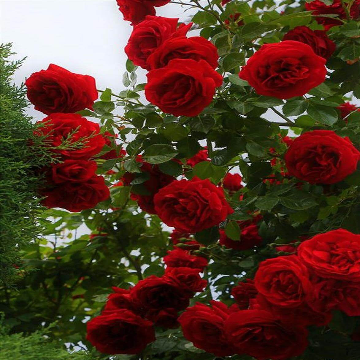 Red & Pink Climbing Rosa spp. Seeds - Heirloom Flower Garden Seeds for Growing
