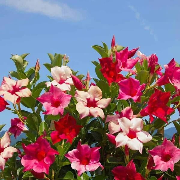 Red Pink Mandevilla Seeds - Flower Plant For Home Gardens