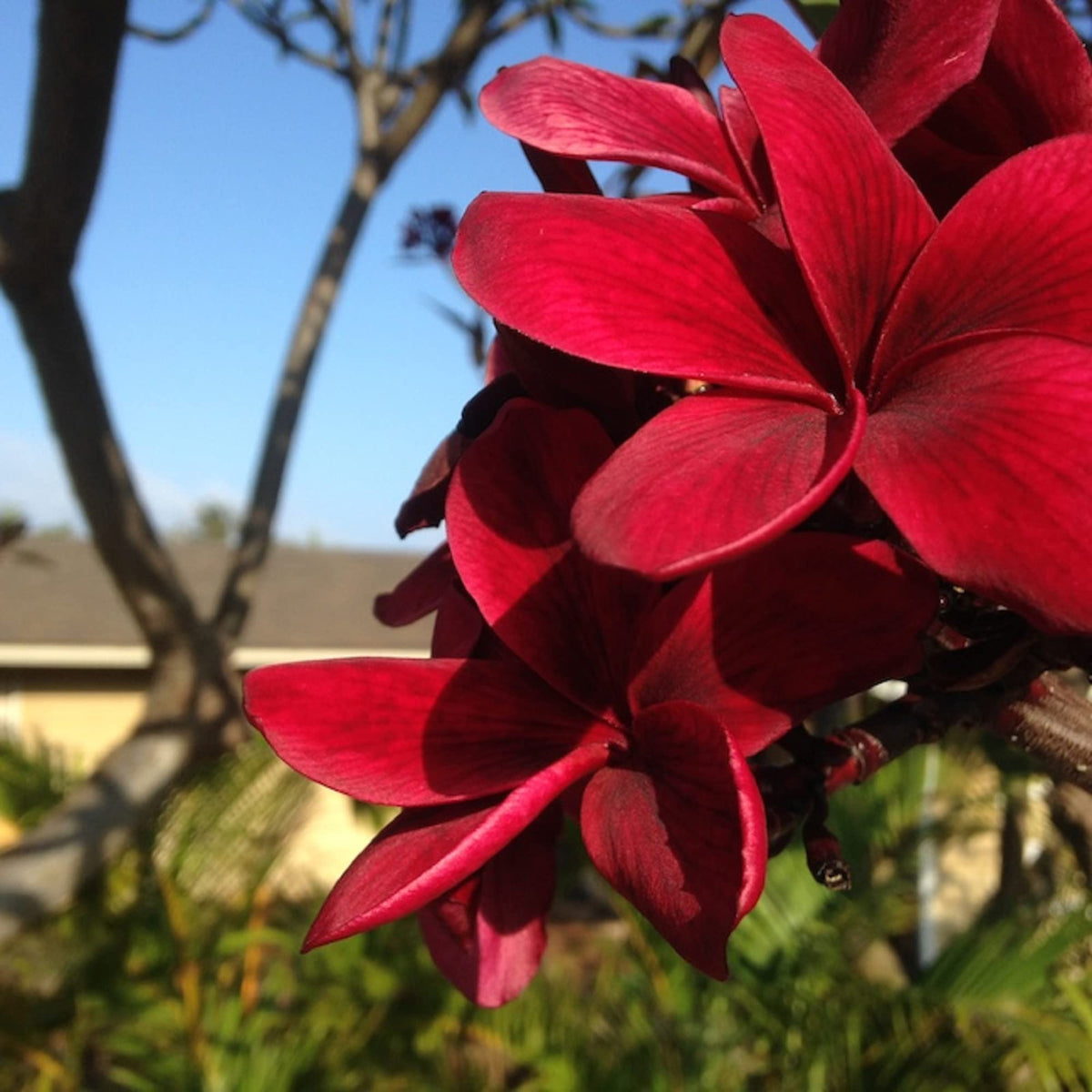 Red Plumeria Seeds - Heirloom Flower Garden Seeds for Growing