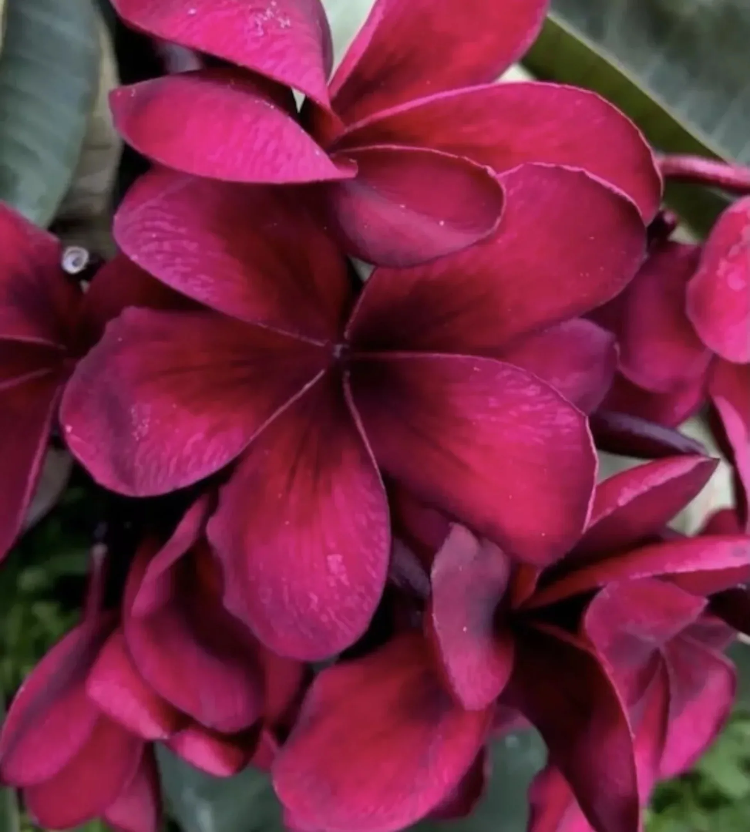 Red Plumeria Seeds - Heirloom Flower Garden Seeds for Growing