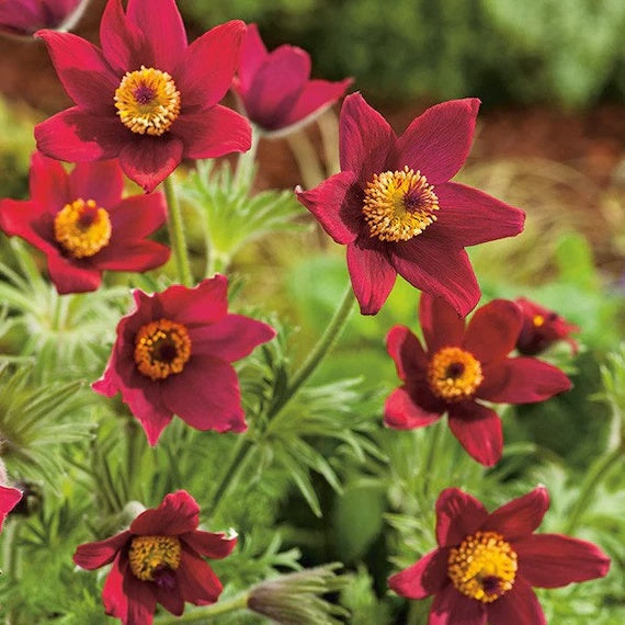 Red Pulsatilla Anemone Seeds - Heirloom Flower Garden Seeds for Growing